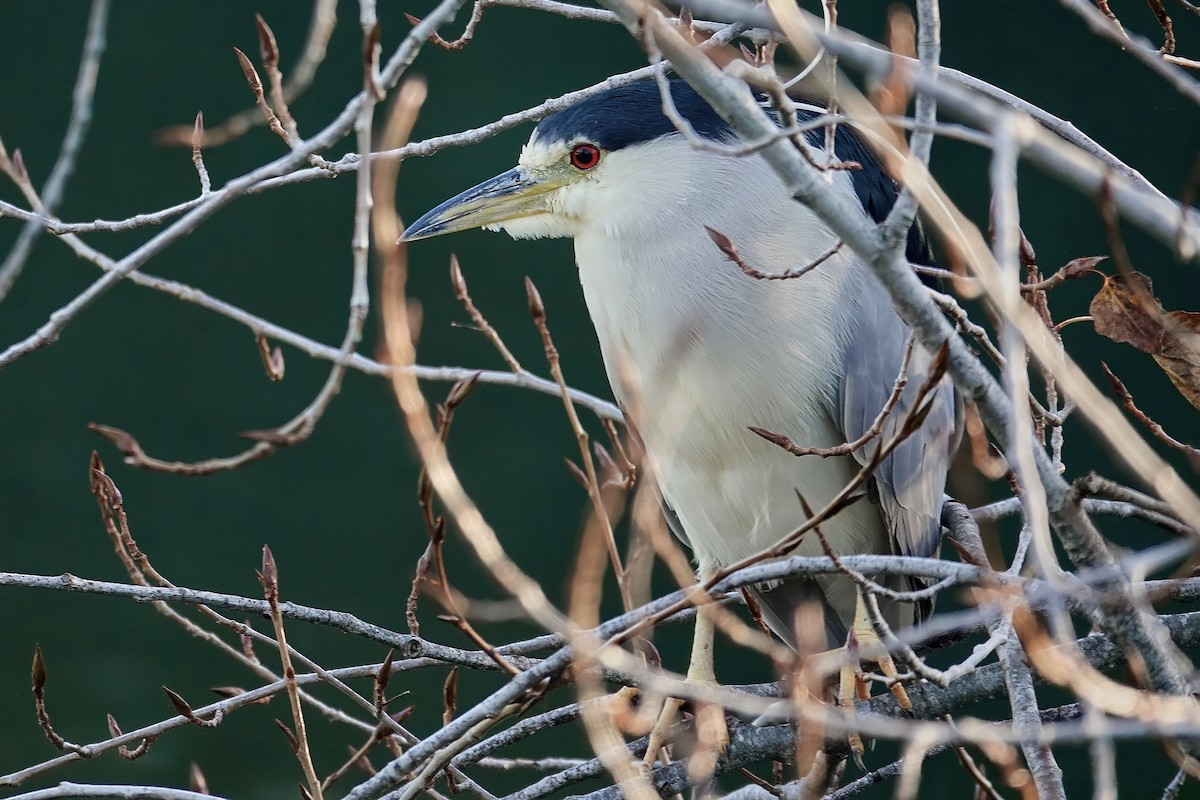 Black-crowned Night Heron - ML646717357