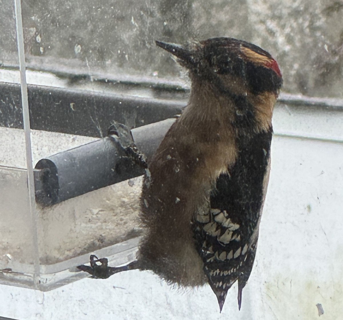 Пушистый дятел - ML646717359