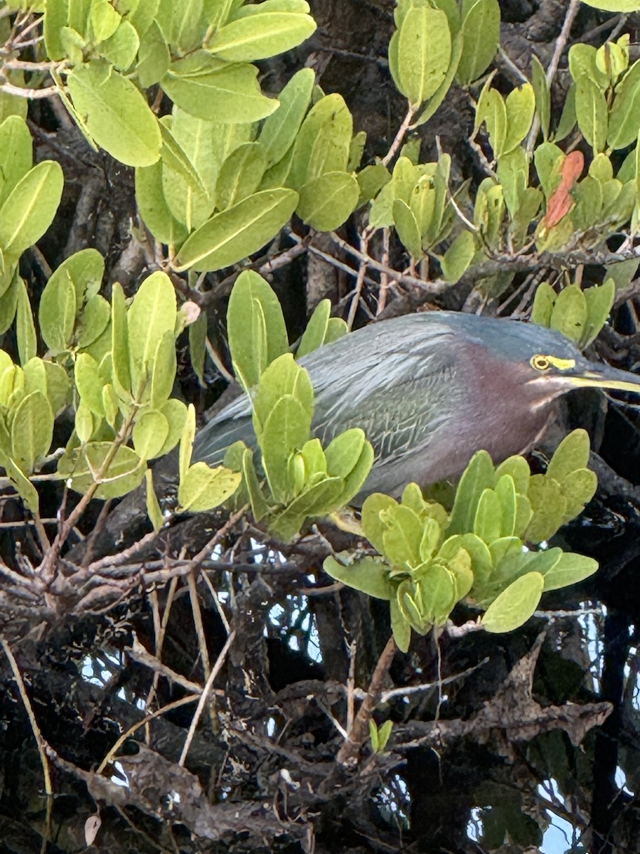 volavka zelenavá - ML646717362