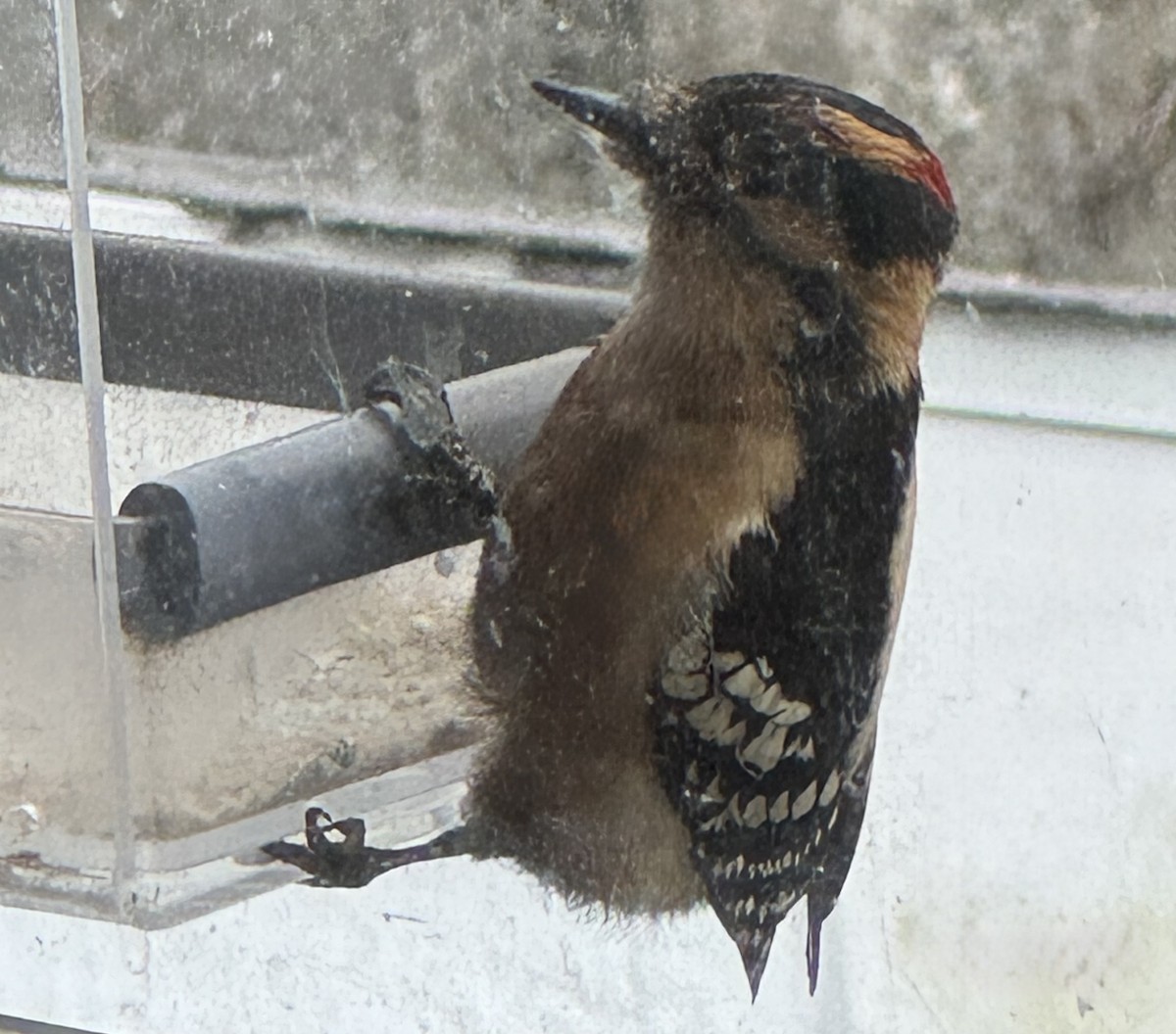 Пушистый дятел - ML646717363