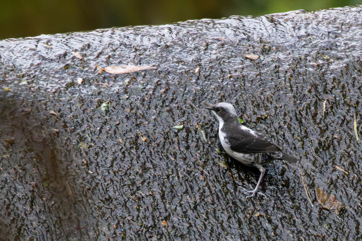 White-capped Dipper - ML646717365