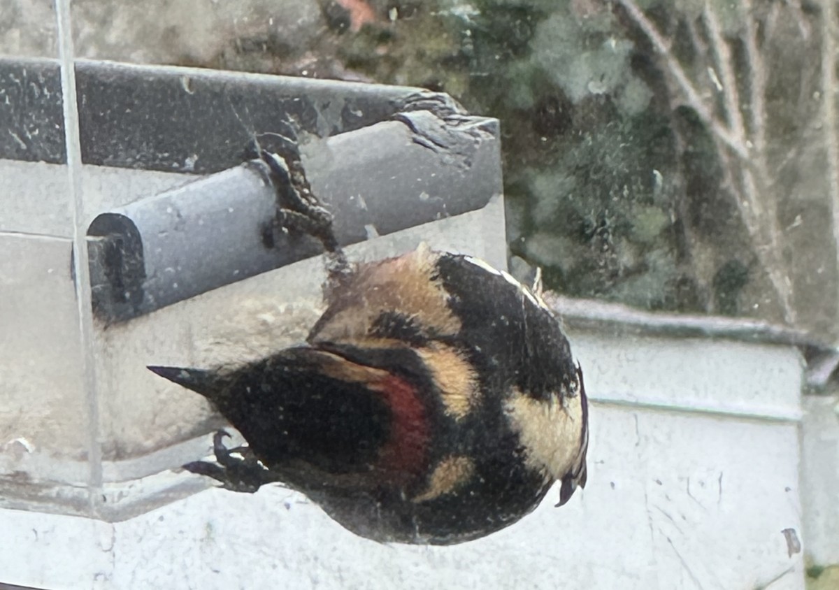 Пушистый дятел - ML646717366