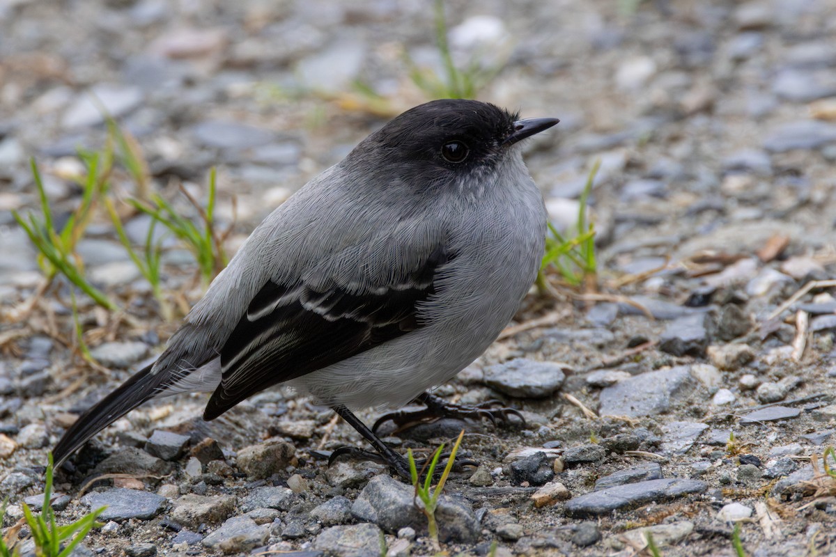 Torrent Tyrannulet - ML646717367