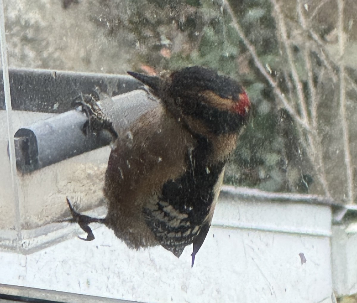 Пушистый дятел - ML646717368