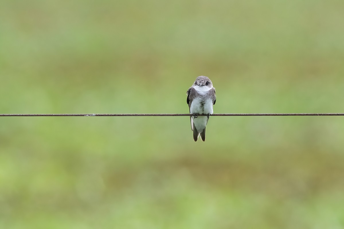 灰沙燕 - ML646717369