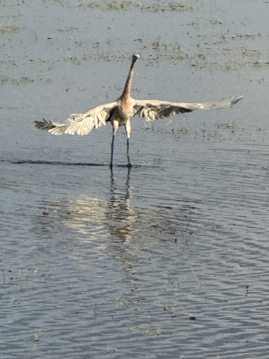 volavka červenavá - ML646717370