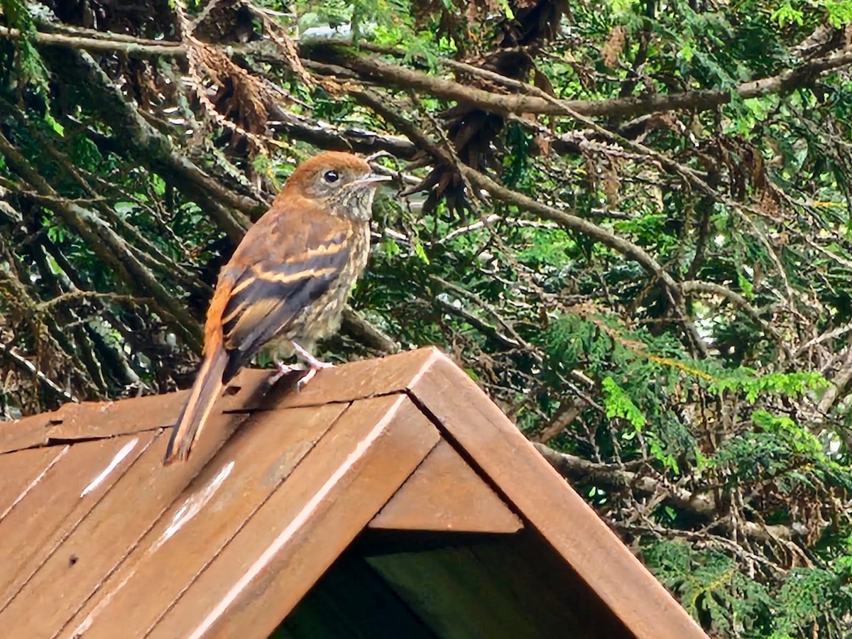 Ada à bec bleu - ML646717371