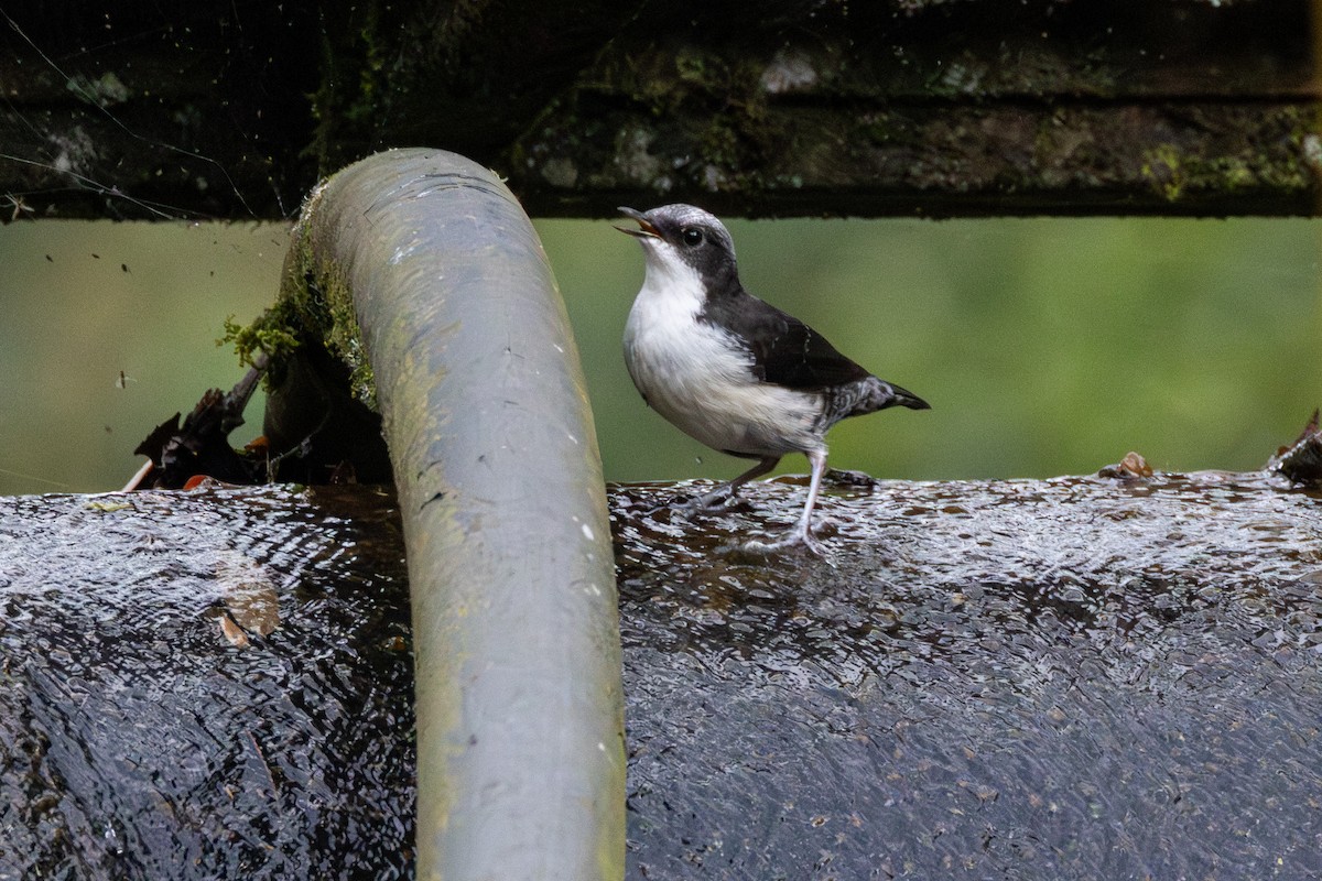 White-capped Dipper - ML646717372