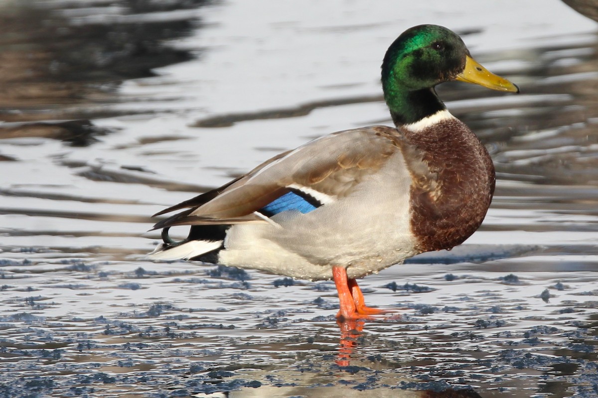 Germano reale - ML646717375