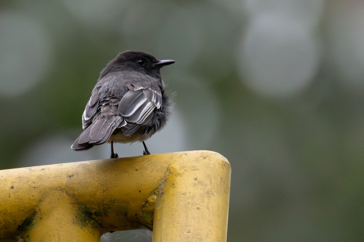 Black Phoebe - ML646717378