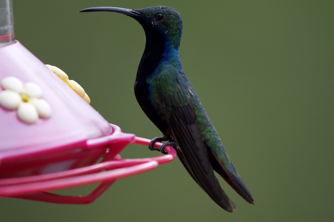 Black-throated Mango - ML646717382