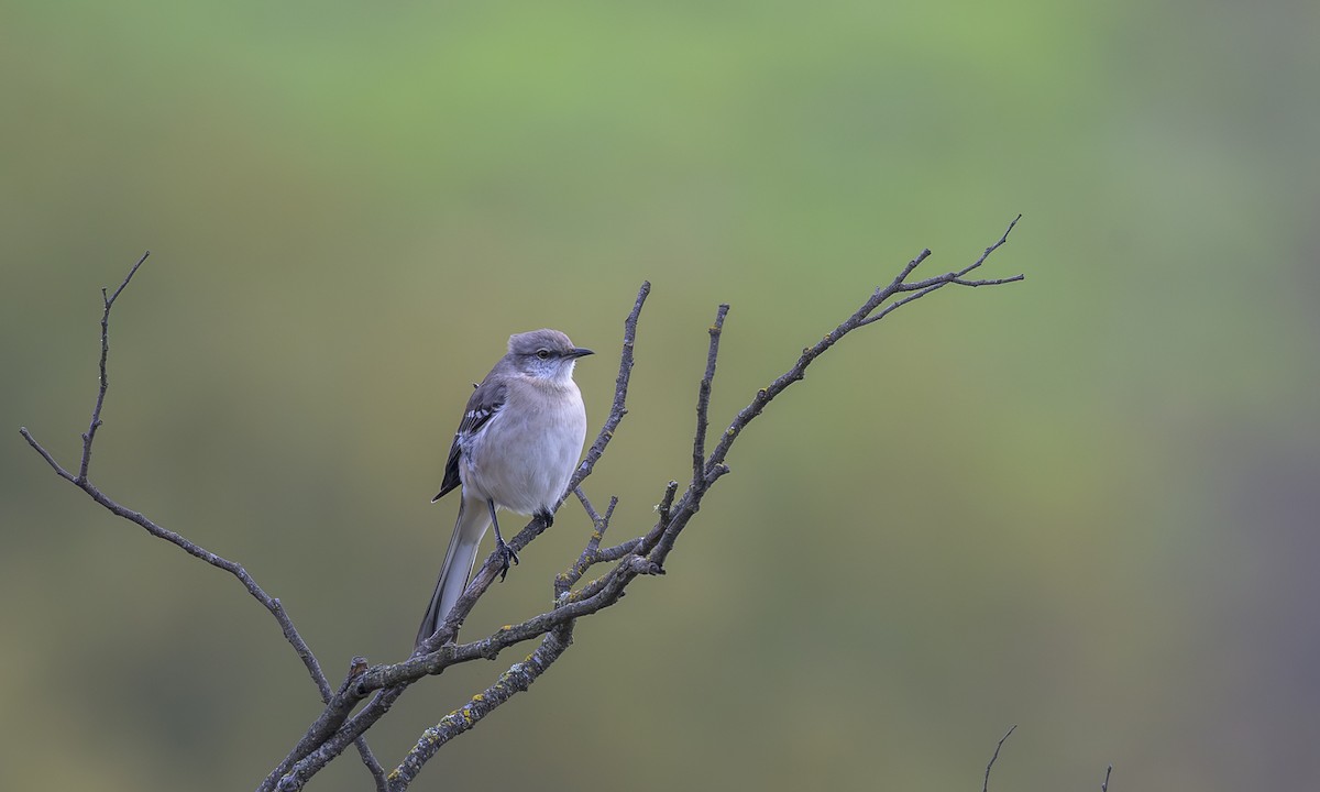 Northern Mockingbird - ML646717384