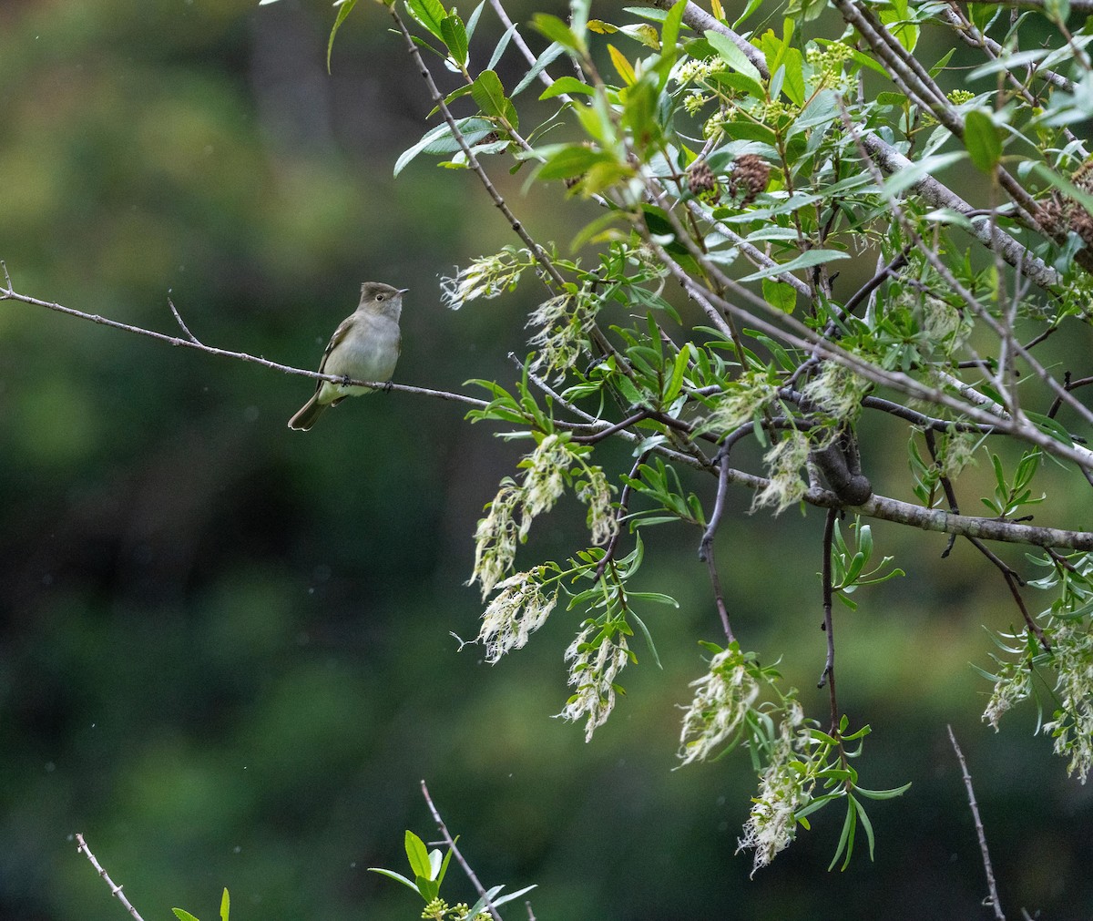 White-crested Elaenia - ML646717385