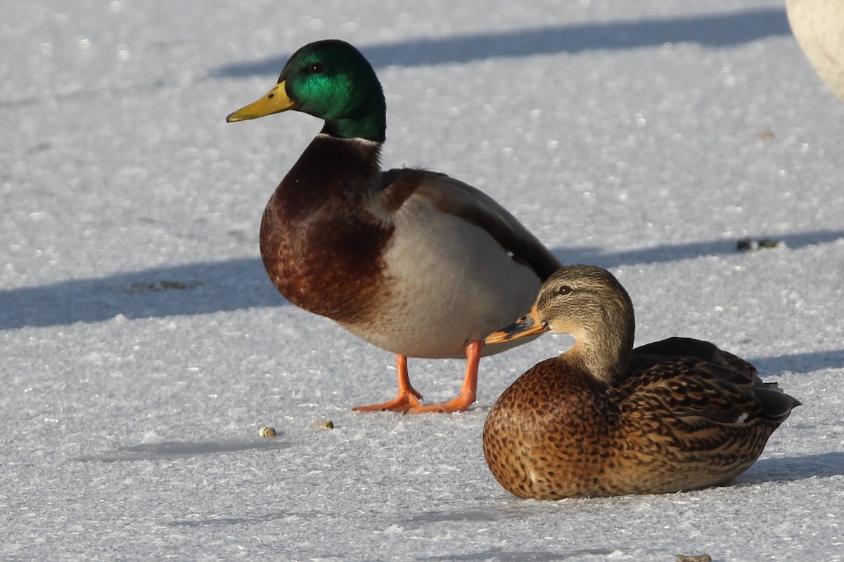 Germano reale - ML646717386