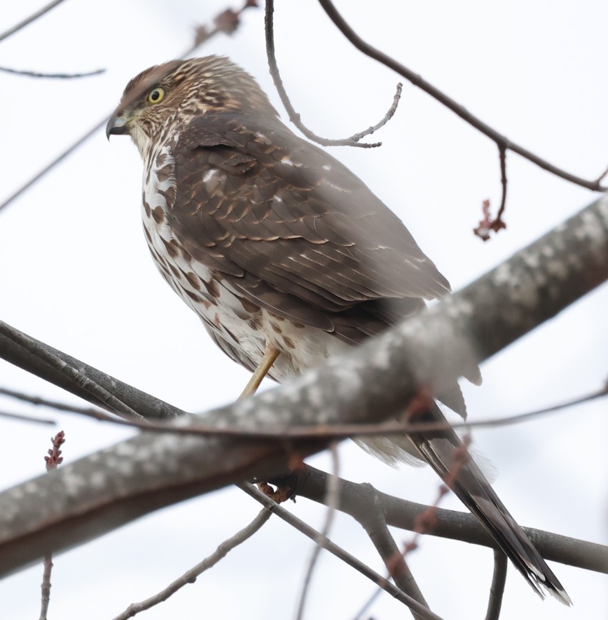 Cooper's Hawk - ML646717387