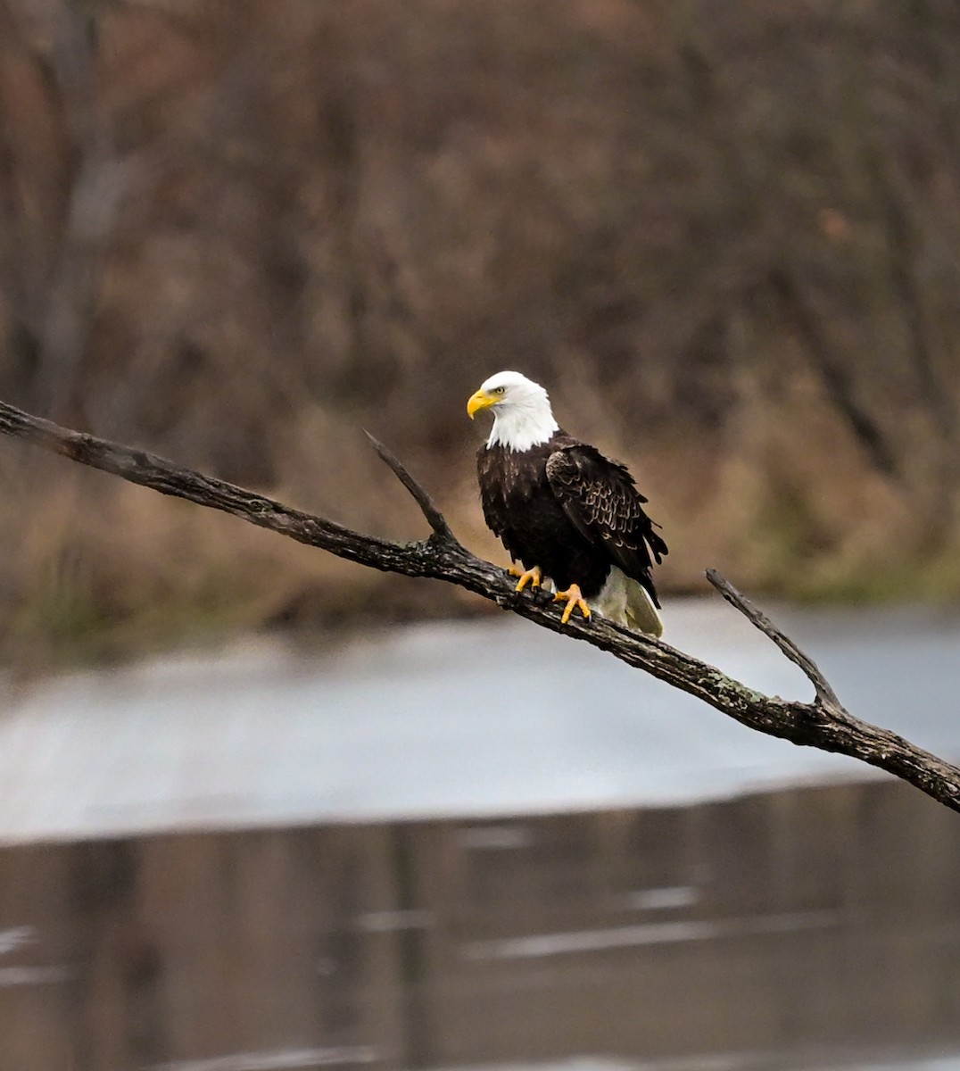 Pygargue à tête blanche - ML646717388
