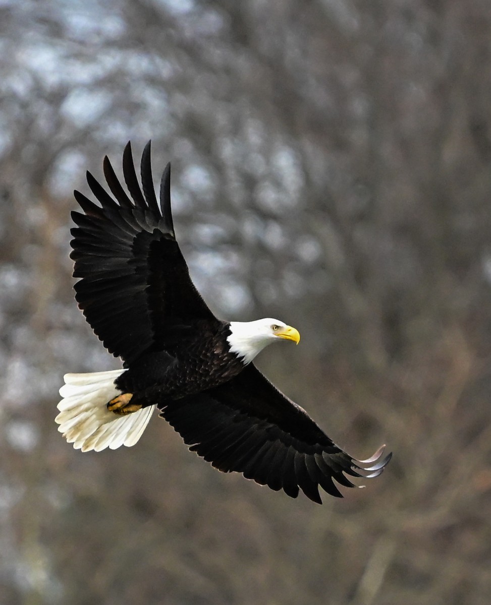 Pygargue à tête blanche - ML646717389