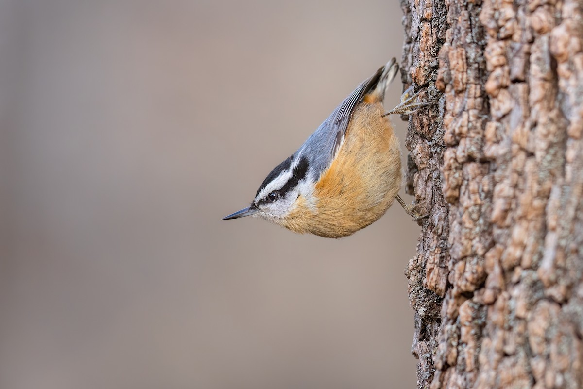 Red-breasted Nuthatch - ML646717390