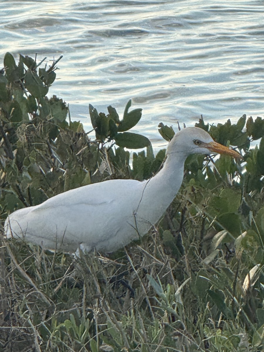 volavka rusohlavá - ML646717391