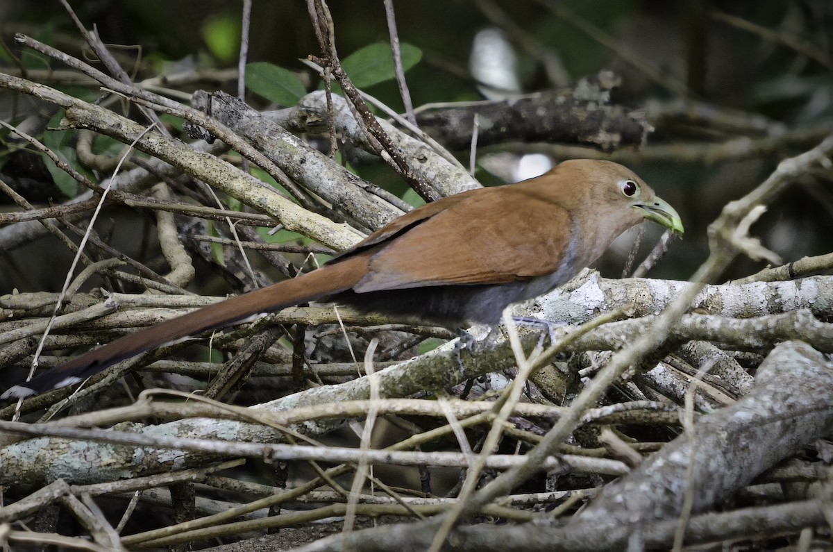 Common Squirrel-Cuckoo - ML646717395