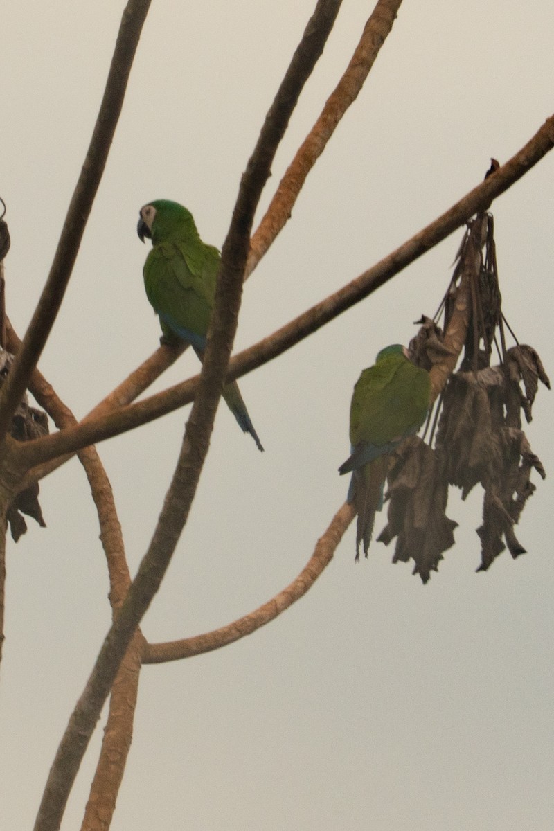 Chestnut-fronted Macaw - ML646717398