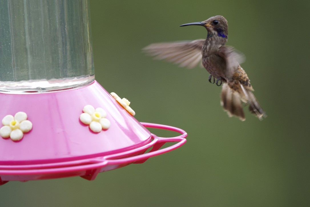 Brown Violetear - ML646717401