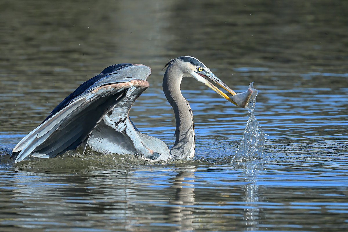 Чапля північна - ML646717402