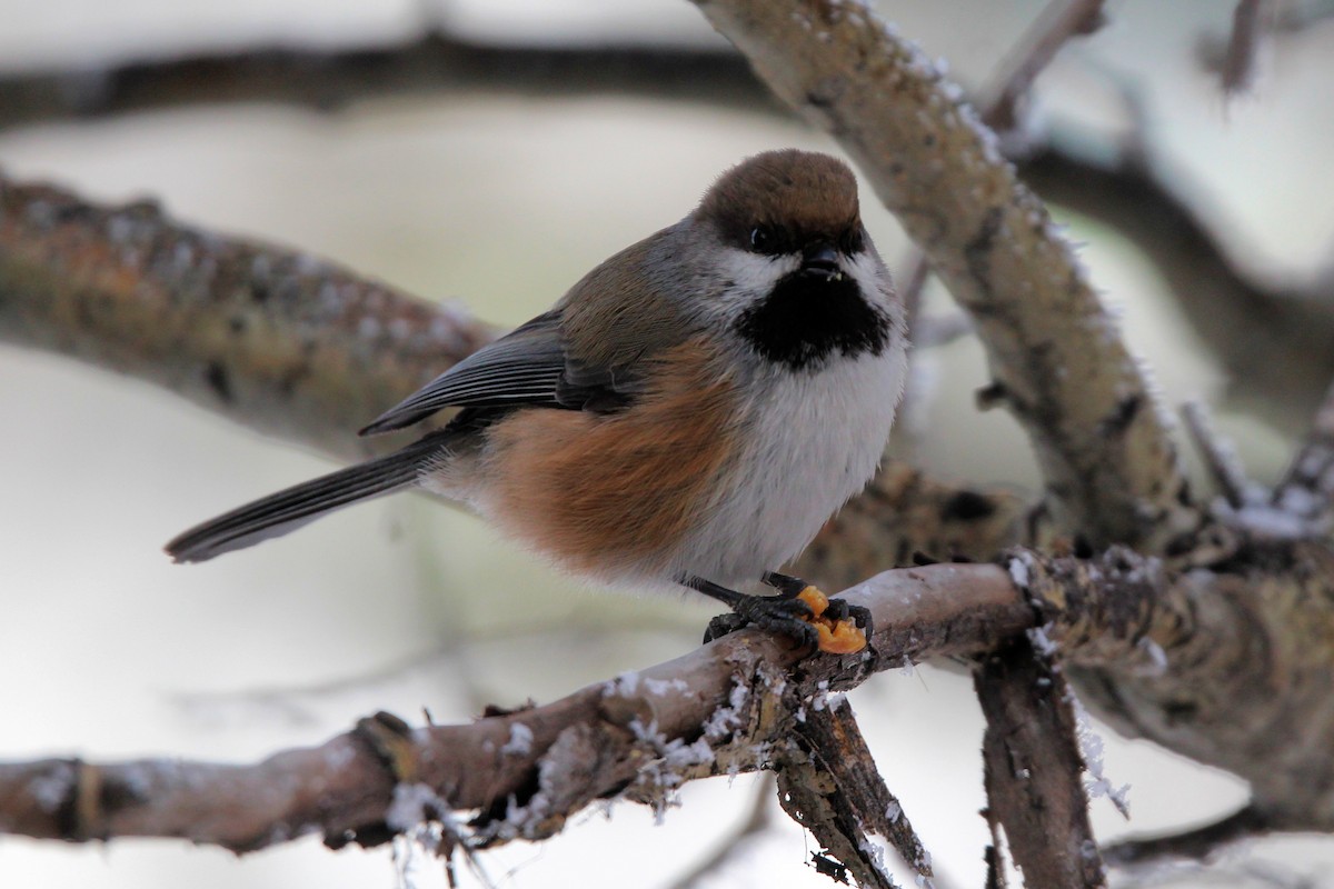 Boreal Chickadee - ML646717403