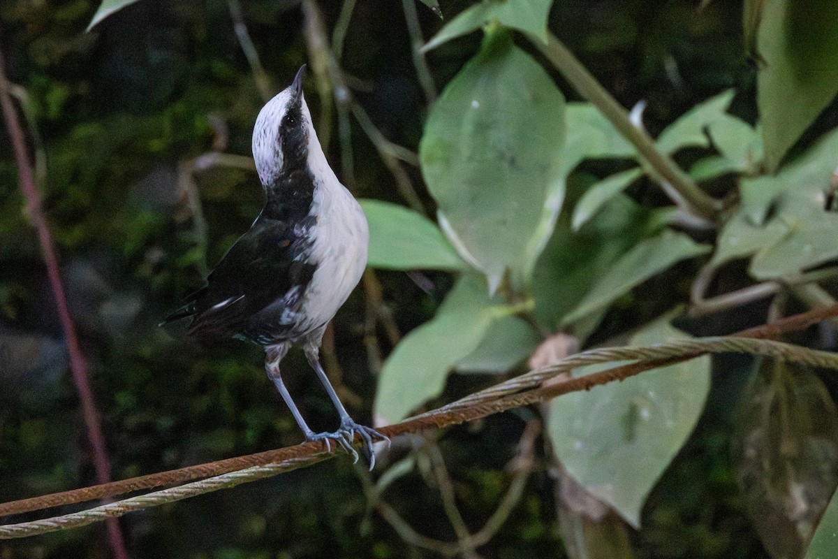 White-capped Dipper - ML646717404
