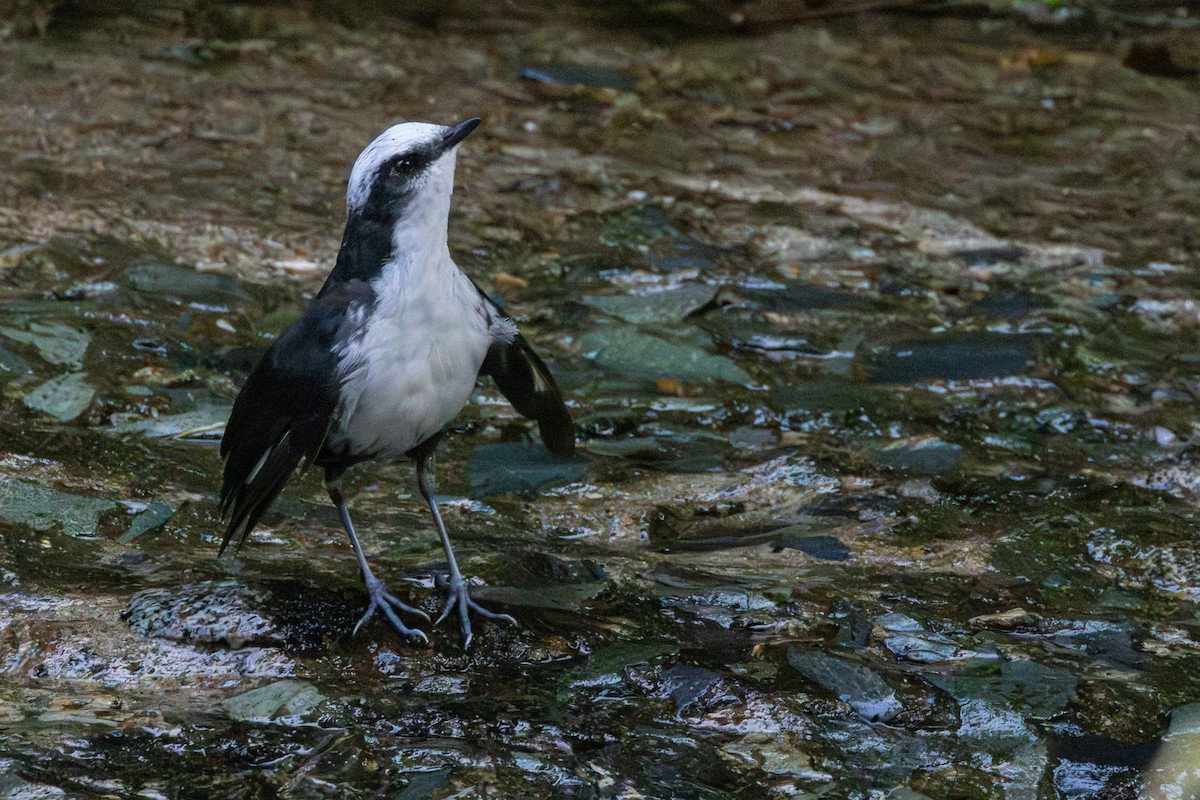 White-capped Dipper - ML646717405