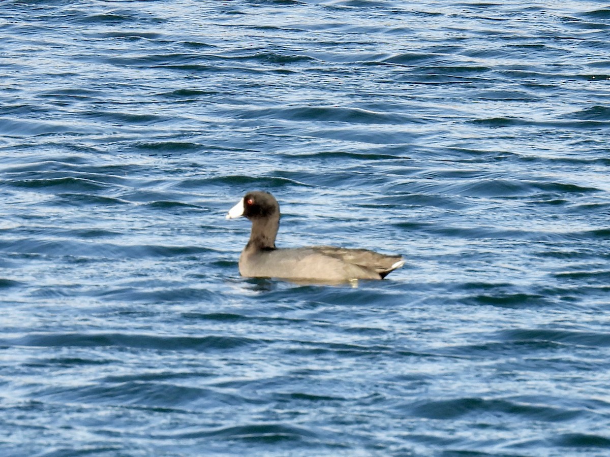 Лиска американська - ML646717406