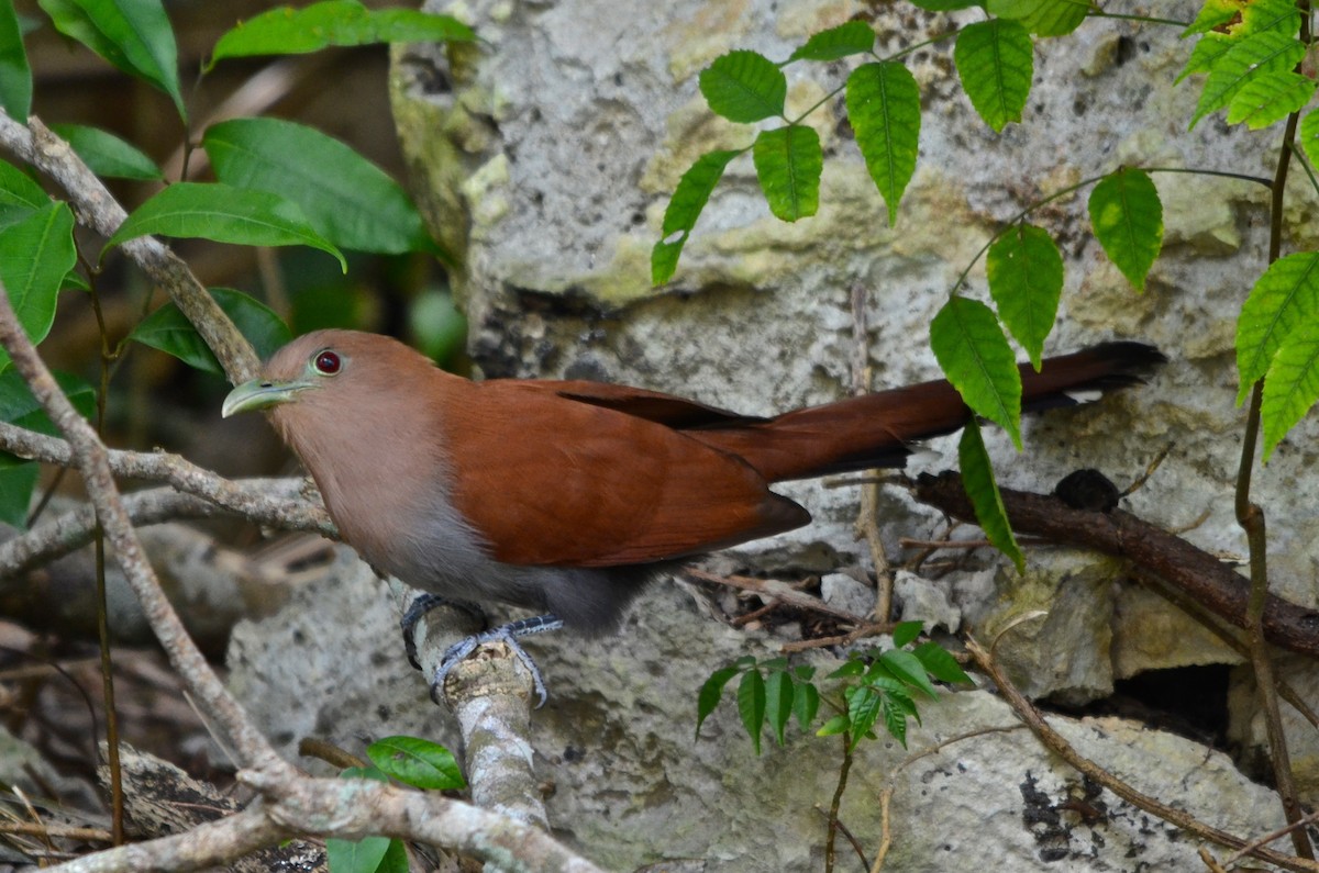 Common Squirrel-Cuckoo - ML646717408