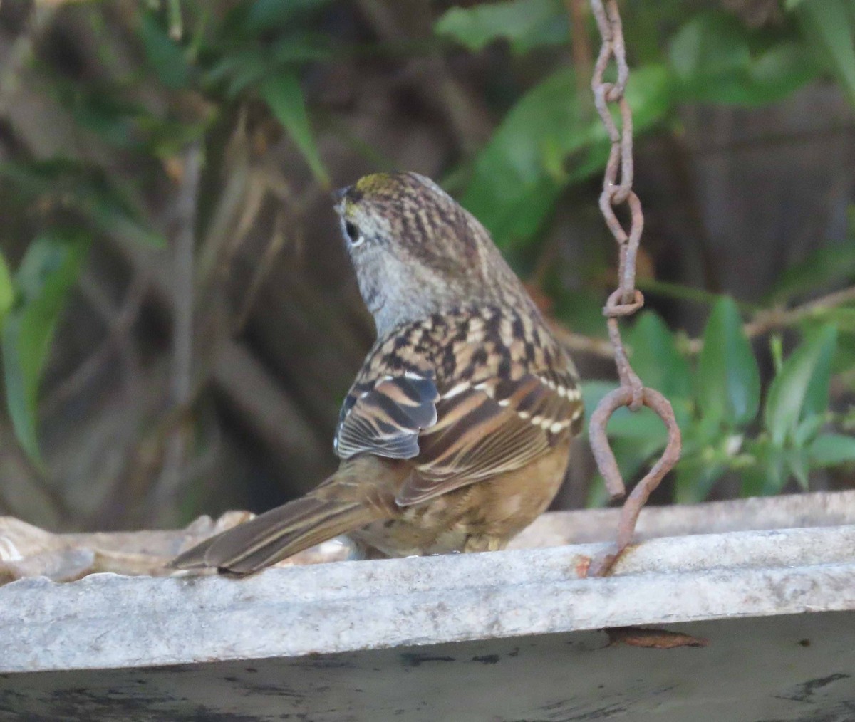 Golden-crowned Sparrow - ML646717409