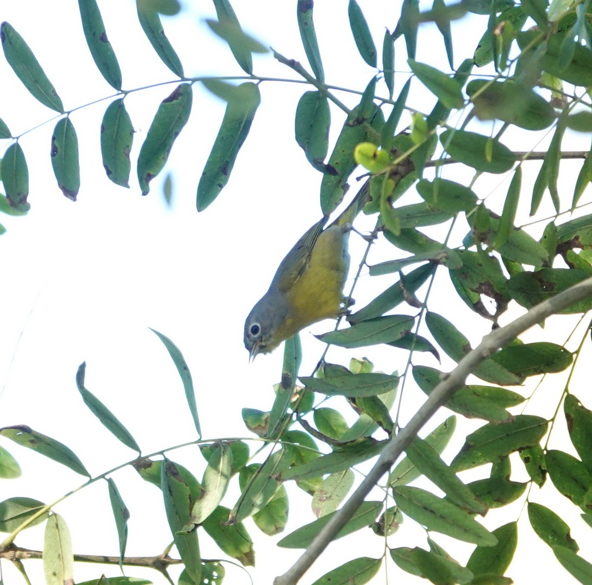 Nashville Warbler - ML646717410