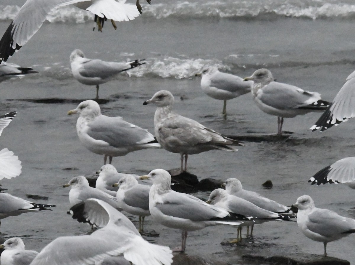 Möwe, unbestimmt - ML646717413