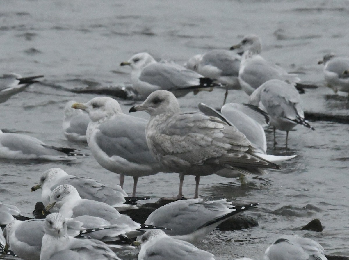 Möwe, unbestimmt - ML646717414