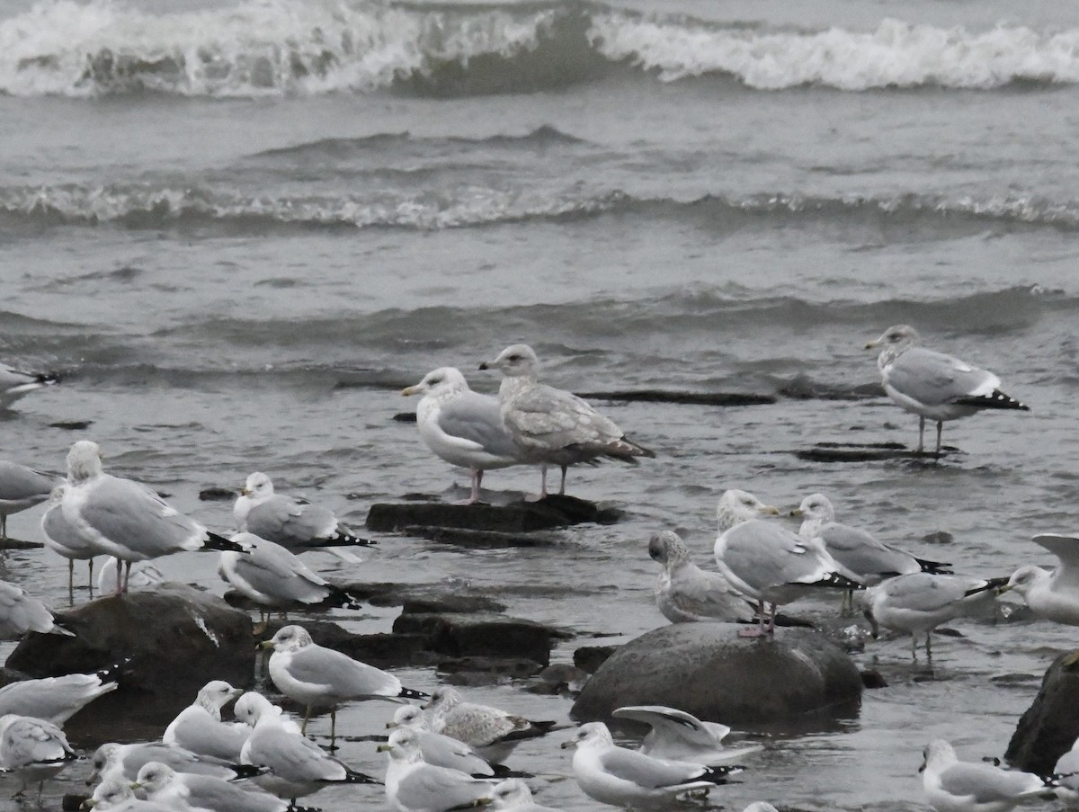 Möwe, unbestimmt - ML646717415