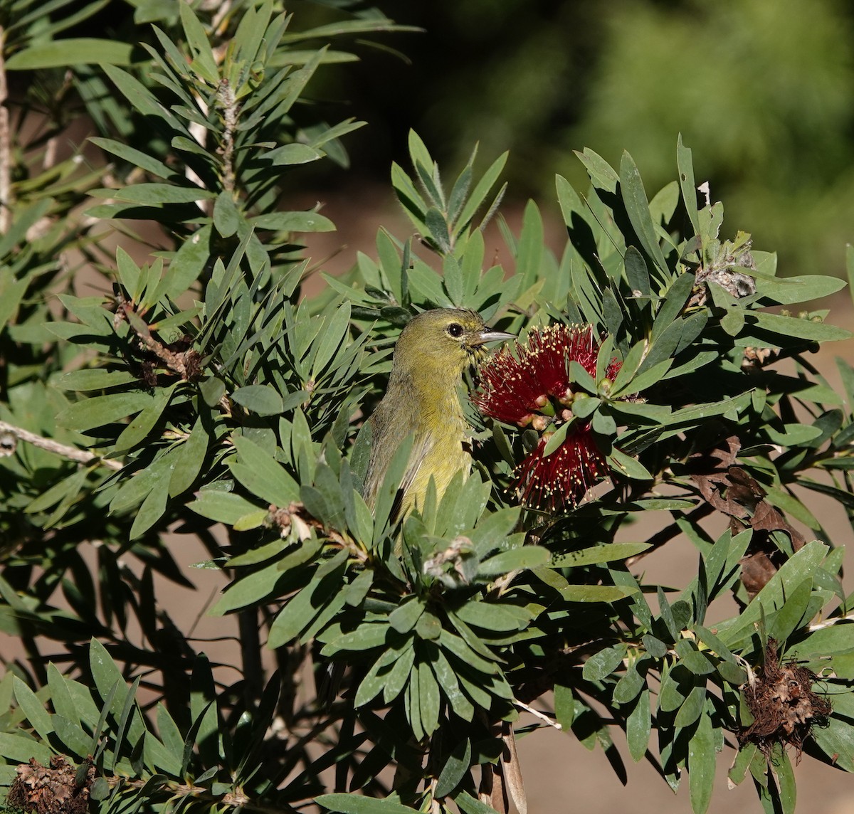 Orange-crowned Warbler - ML646717416
