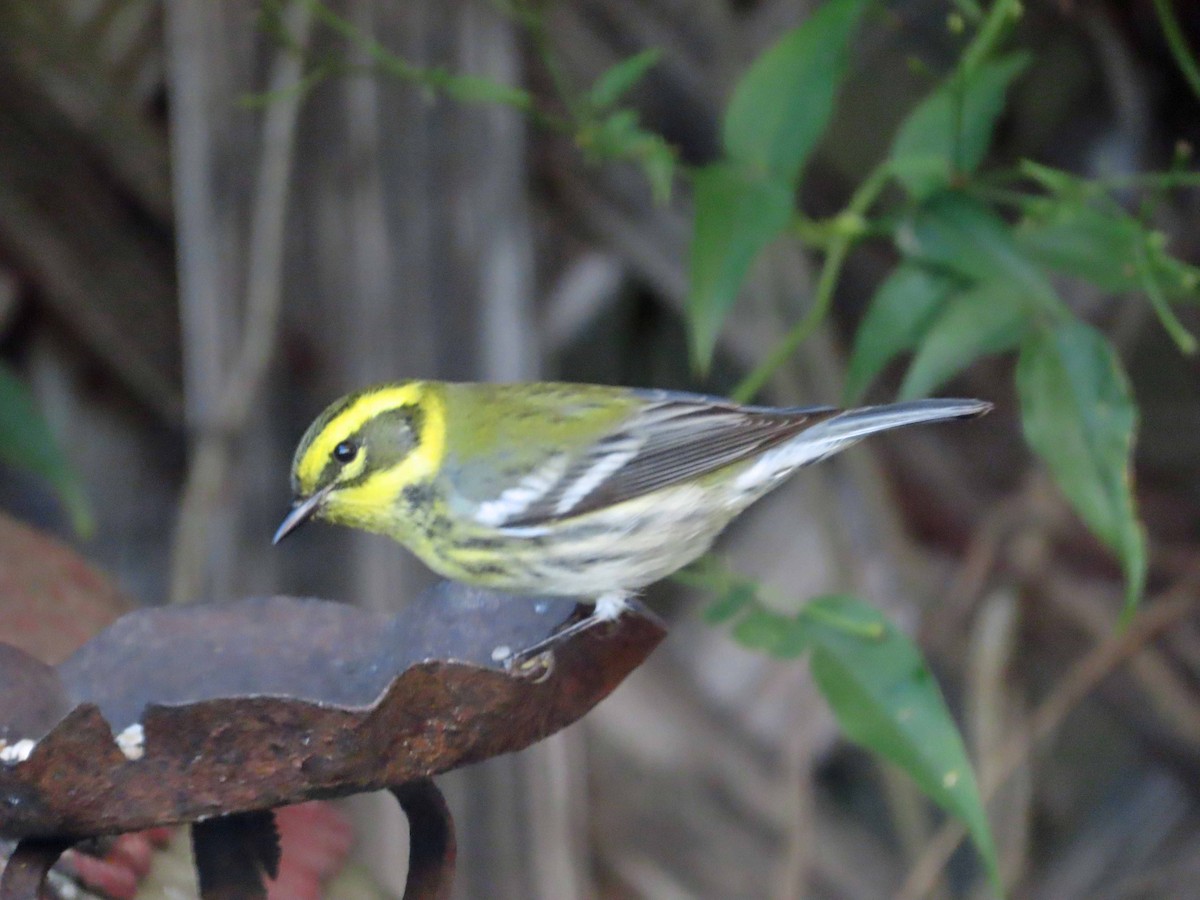 Townsend's Warbler - ML646717417