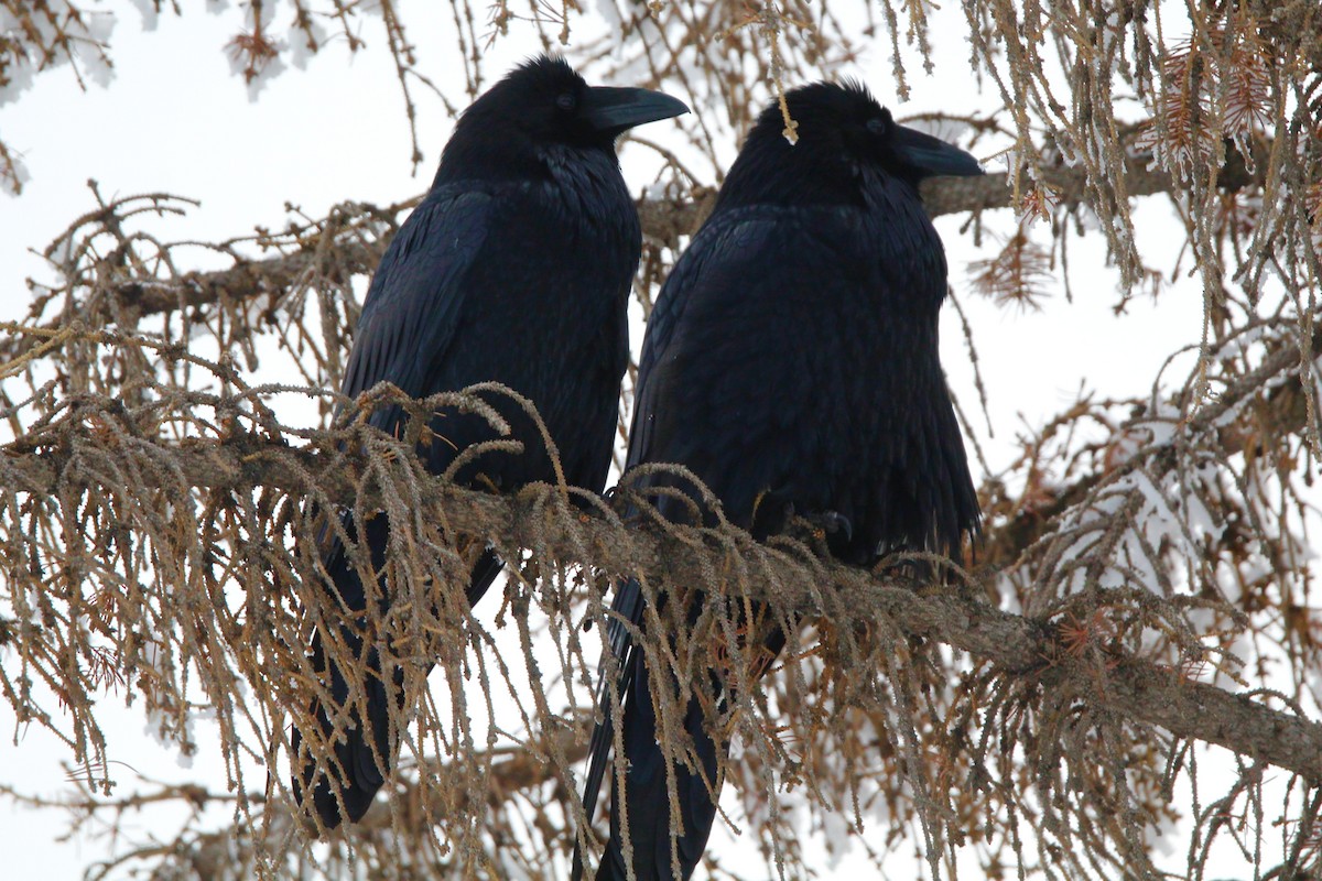 krkavec velký - ML646717418