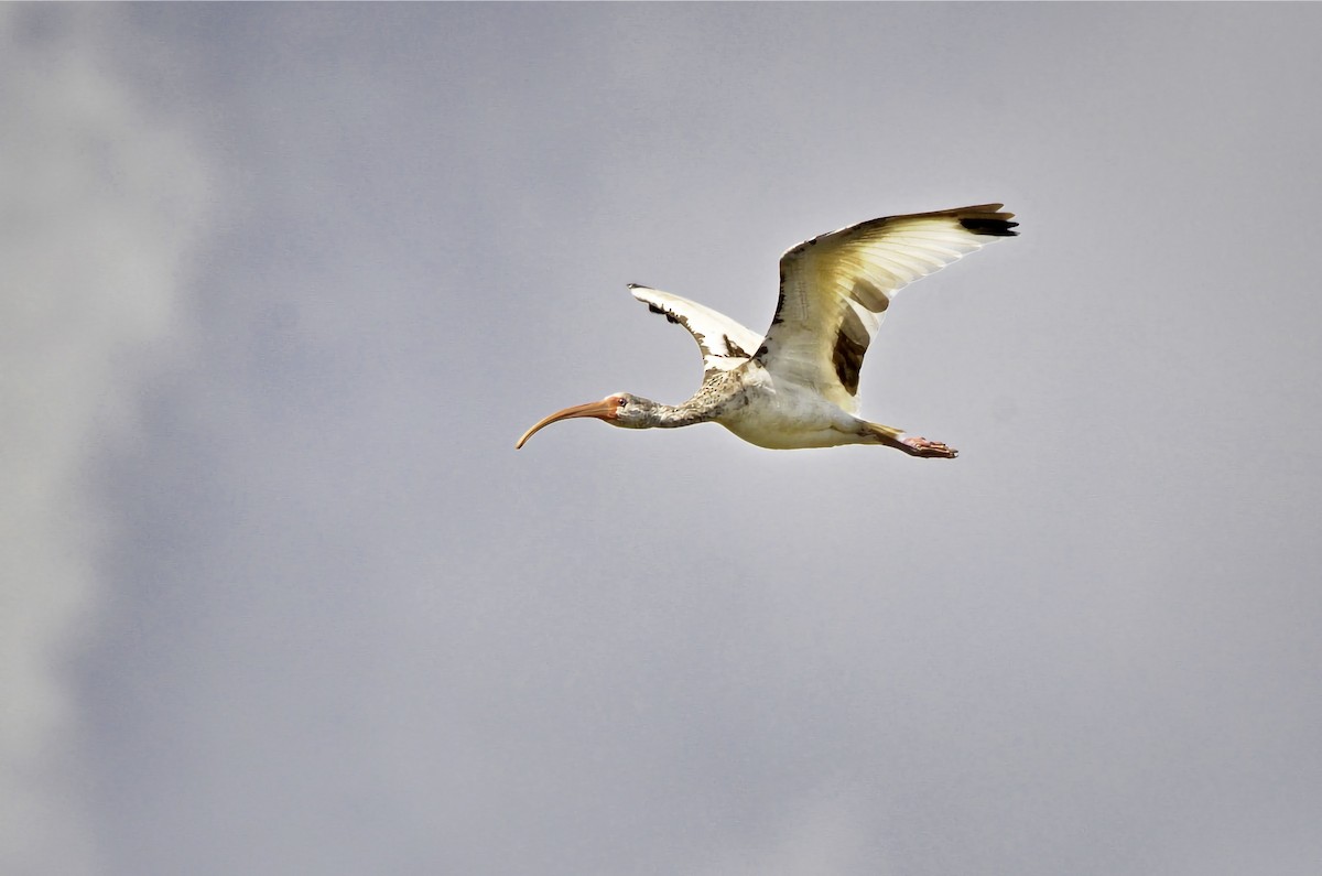 White Ibis - ML646717424