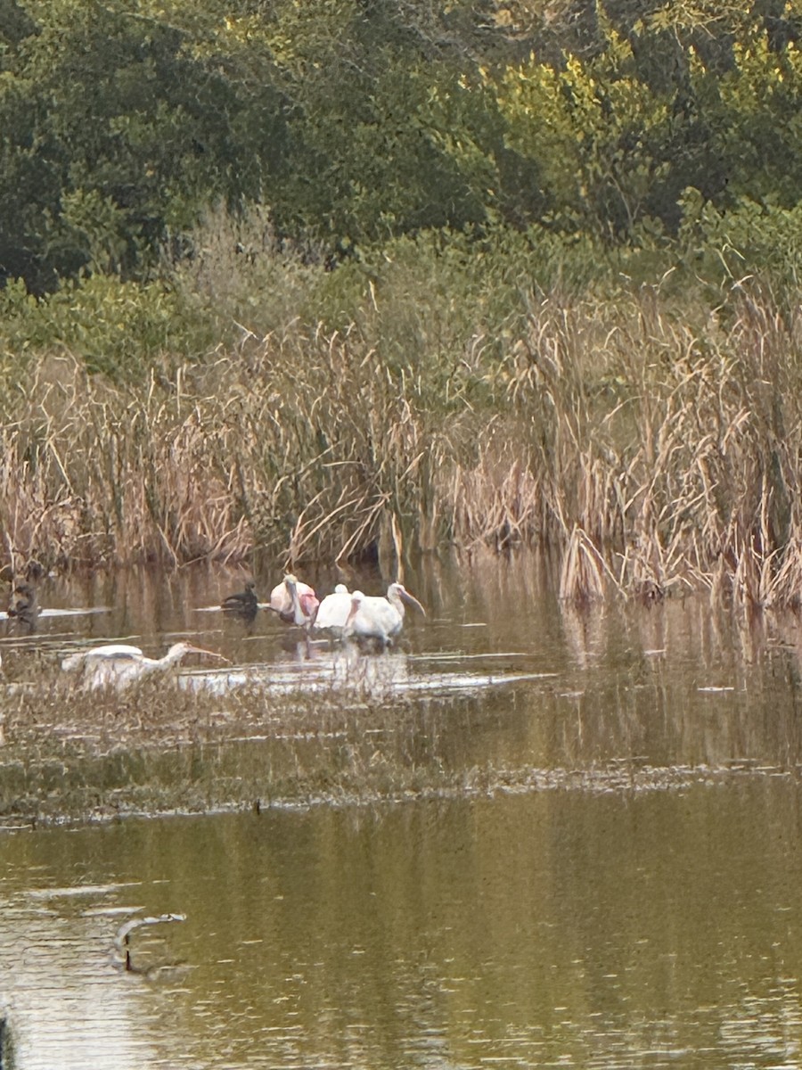 White Ibis - ML646717425
