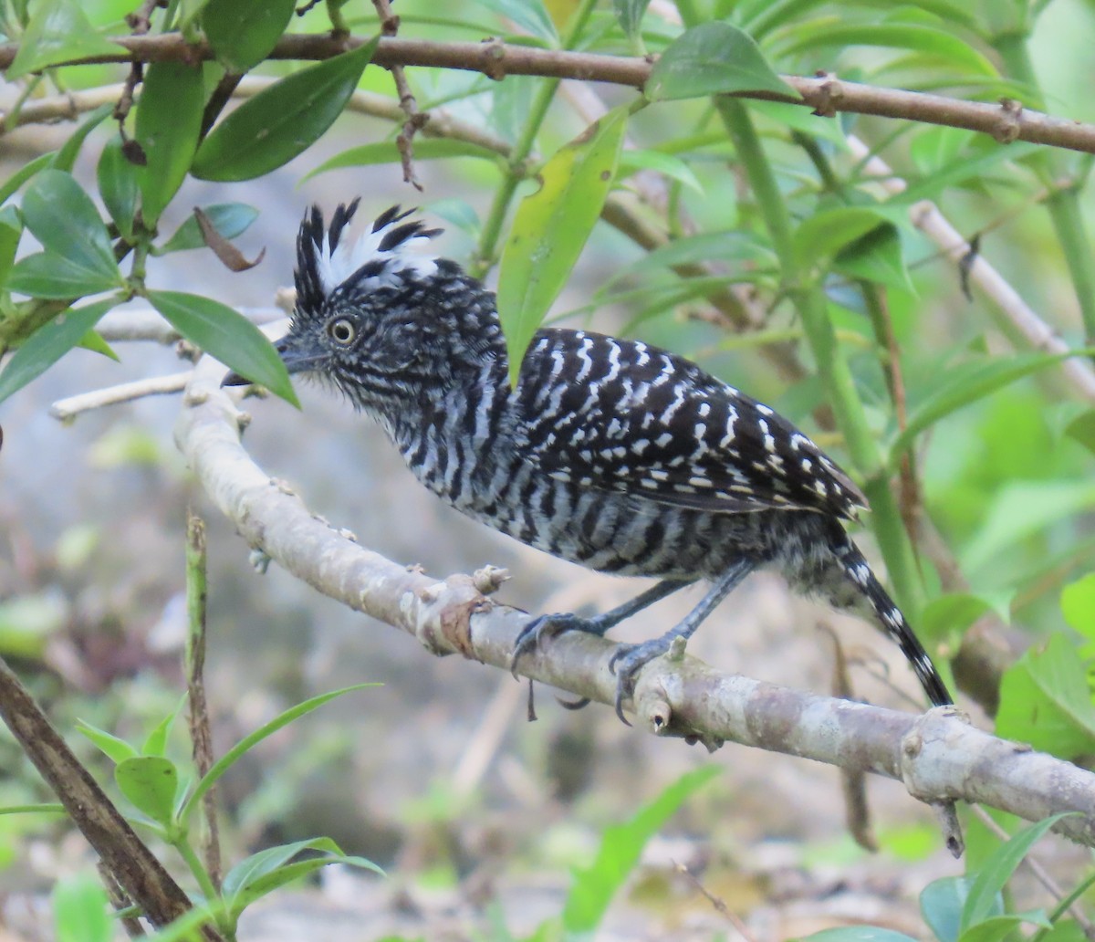 Barred Antshrike - ML646717429