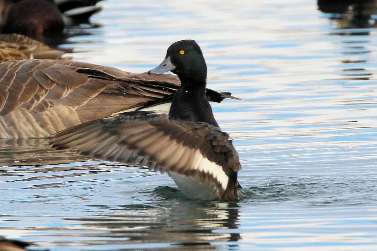 Lesser Scaup - ML646717430