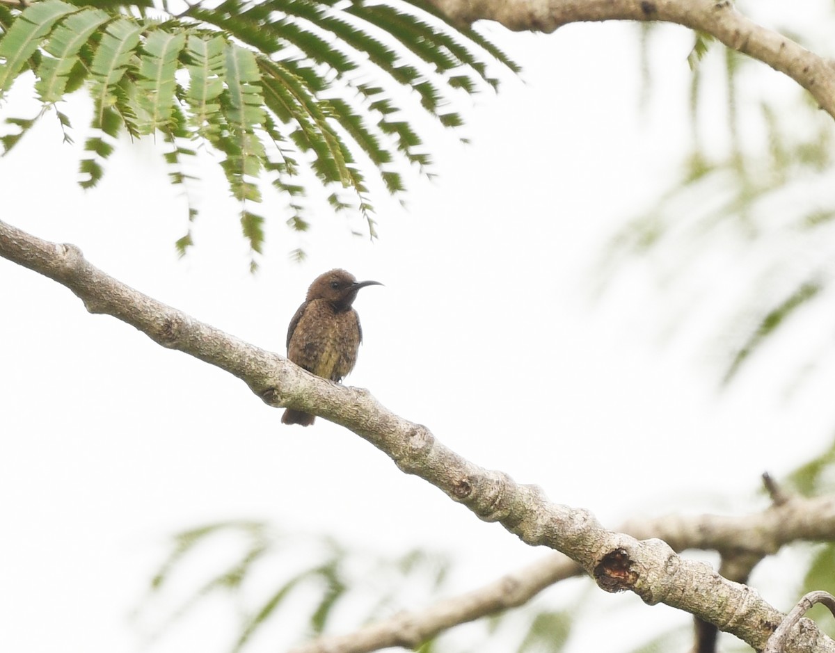 Scarlet-chested Sunbird - ML646717431