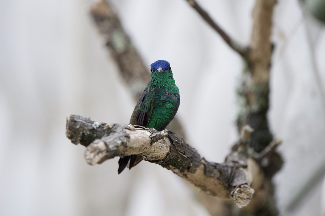 ルリボウシエメラルドハチドリ - ML646717432