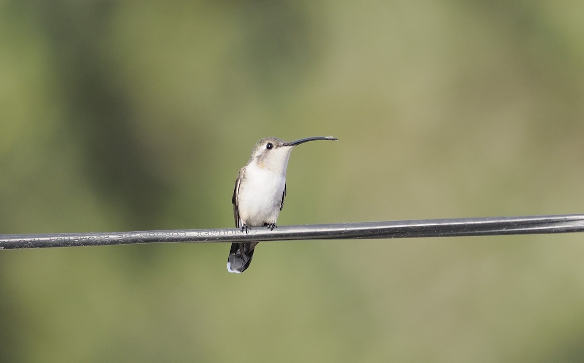 Mexican Sheartail - ML646717433