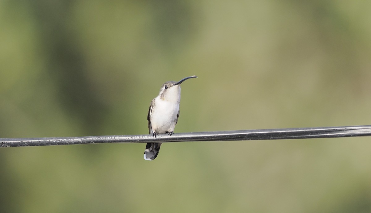 Mexican Sheartail - ML646717434
