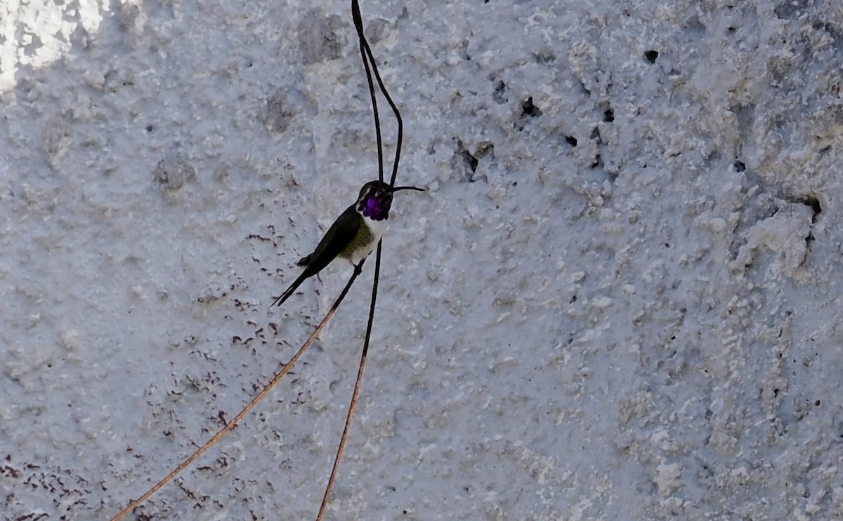 Mexican Sheartail - ML646717435