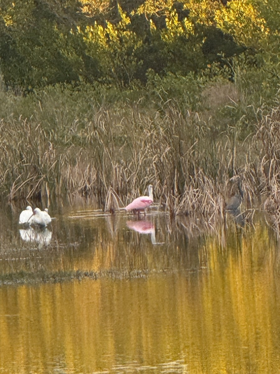 kolpík růžový - ML646717436